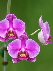 Moth Orchid (Phalaenopsis spp.)