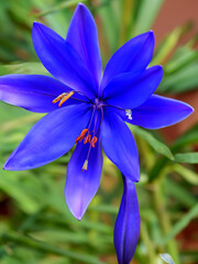 Blue African Lily (Agapanthus africanus)