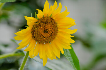 Sunflowers Growing In The Flower Garden In Summer
