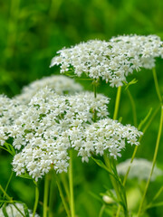 Queen Anne's Lace (Daucus carota)