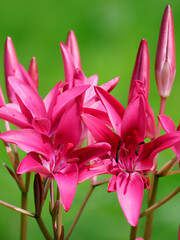 pink lily flower