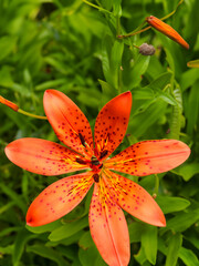 Fire Lily (Gloriosa superba)