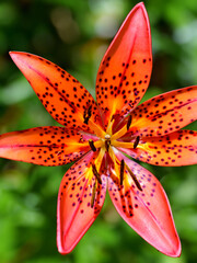 Fire Lily (Gloriosa superba)