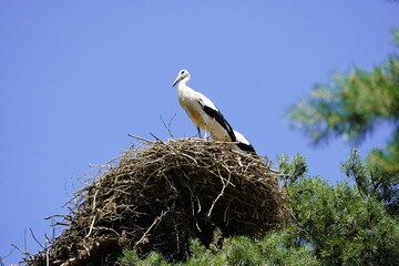 Nest with young white Storks (Ciconia ciconia) Ciconiidae family. Walsrode Vogelpark, Germany.
