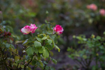 Obraz premium soft pink rose on a bush, romantic garden