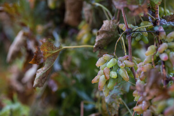Obraz premium Closeup of green grape in vineyard. Winery and grapevine growing background frame. 