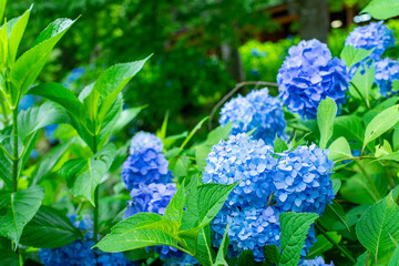 青いアジサイ