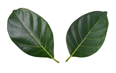 Jackfruit leaves on transparent png