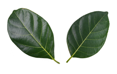 Jackfruit leaves on transparent png
