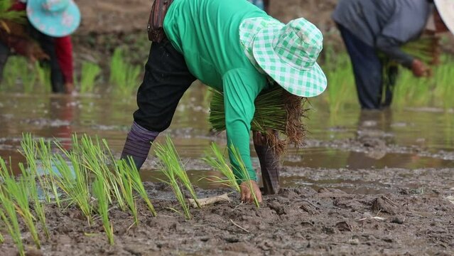 farmer transplant rice seedlings in rice field
