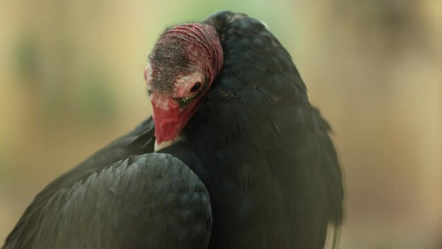 Close Up of a Turkey Vulture Cleaning its Feathers - Shallow Depth of Field