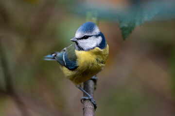 Fototapeta premium Wildlife Birds