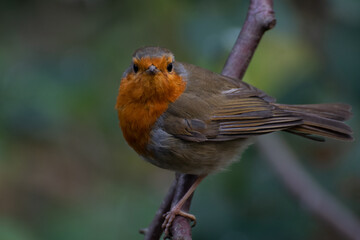 Wildlife Birds