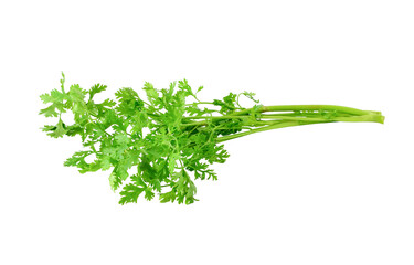 Fresh organic raw coriander leaf transparent png