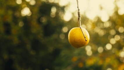 Bright Yellow Apple Hanging from Branch with Shallow Depth of Field and Glossy Lighting
