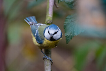 Wildlife Birds