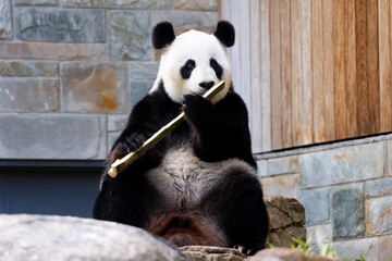 Giant Panda in Australia