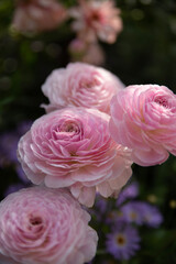 pink roses in garden