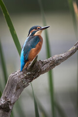 Common Kingfisher perched on an old log