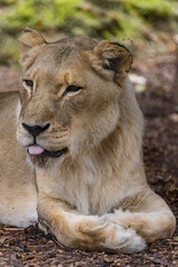 Obraz na płótnie Canvas African Lion in Captivity in Australia