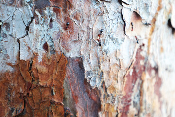 Dry tree trunk with small ants walking on it