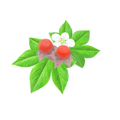 カジイチゴのイラスト