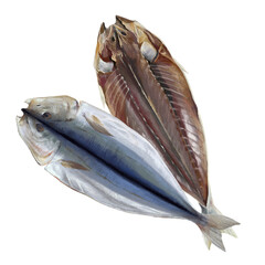 くさやのイラスト