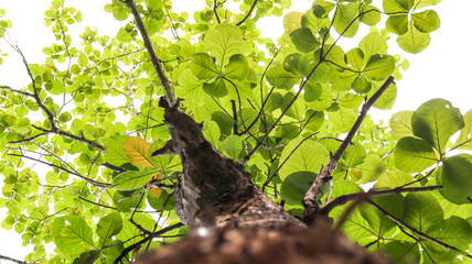 Fototapeta premium Look up view tree leaves, selective focus. Nature and environment concept. 