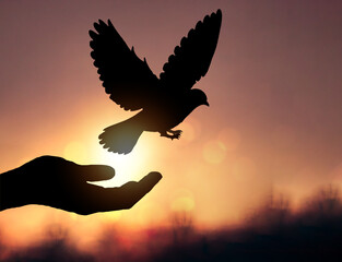 Fototapeta na wymiar silhouette pigeon flying out of two hand and freedom concept