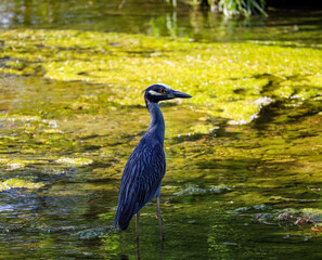 Picture of Birds