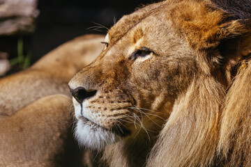African Lion in Captivity in Australia