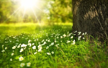 Obraz premium grass and sun