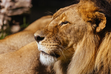 African Lion in Captivity in Australia