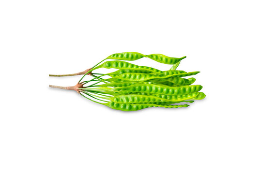 Closeup vegetable , image of asian bitter green beans known as twisted cluster bean isolated at white background.Parkia speciosa ( petai, bitter bean, twisted cluster bean, stinker or stink bean)