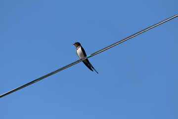 swallow on wire