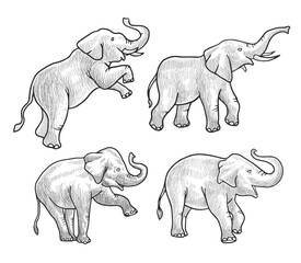 black and white Elephant  vector illustration consisting of three images