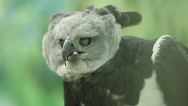 Captive Harpy Eagle Staring Intensely at Food - Shallow Depth of Field