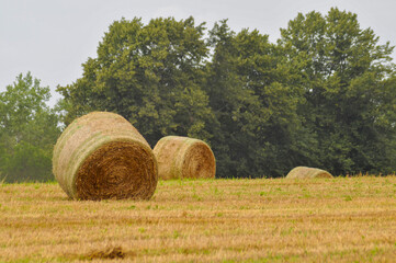 Fototapeta premium Rolled Hay Bales In The Field In Summer