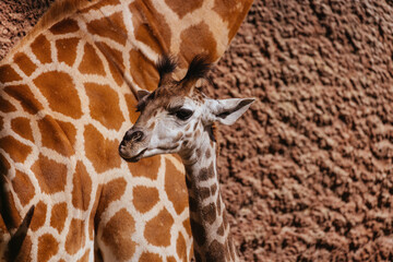 Giraffes in a Zoo in Australia