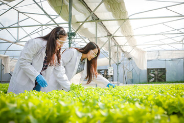 Agricultural researchers examine lettuce grown hydroponically in a greenhouse. agricultural technology concept