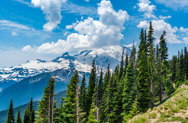 Mount Rainier And Evergreen Trees