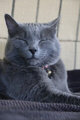 Grey Cat Squinting with Love