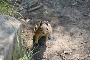 Cute Chipmunk Posing
