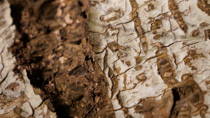 Detailed close-up of tree bark