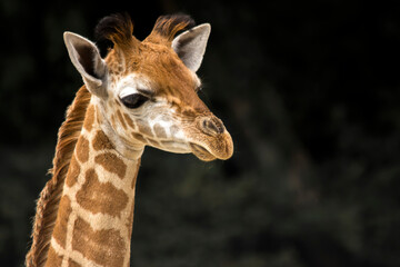 Une jeune girafe au long coup