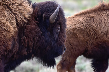 Profile of a Bison