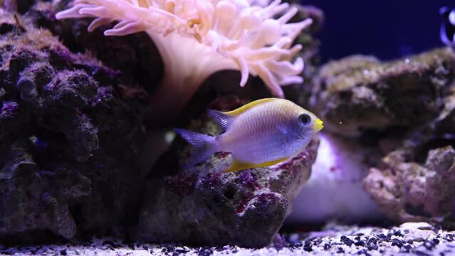 A Small Silver and Yellow Fish Swims in an Aquarium - Shallow Depth of Field