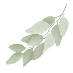 Olive leaves isolated on white