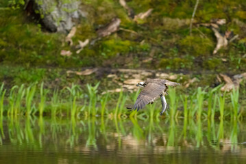 Osprey, Pandion halietus, in flight with caught fish, against a background of trees.