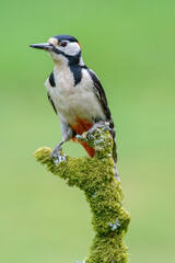 Male great spotted woodpecker, Dendrocopos major, on top of a Moss covered branch